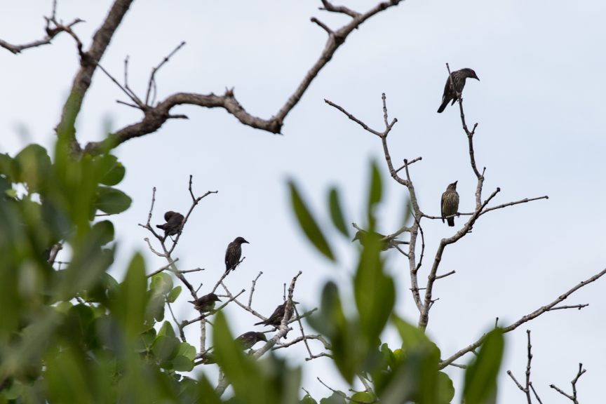 3 Chinese “Birds of Legend” seen in Davao Region - Philippine Daily Post