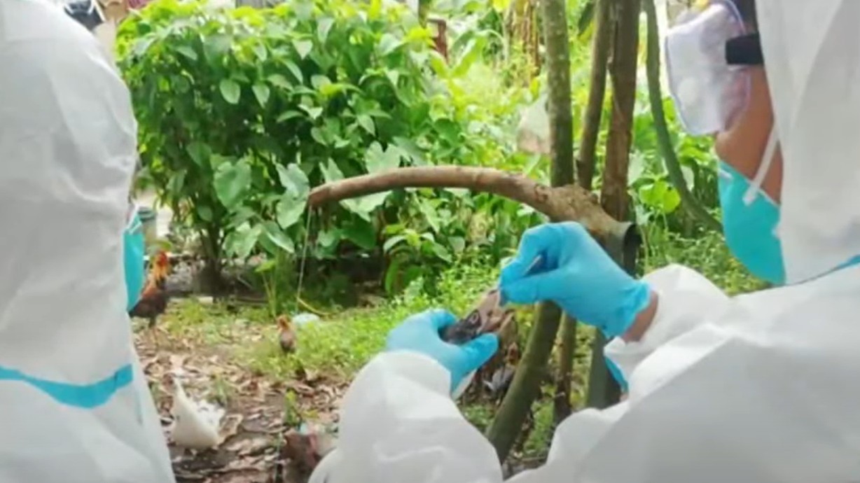 First H5N9 bird flu case detected in CamSur - Philippine Daily Post