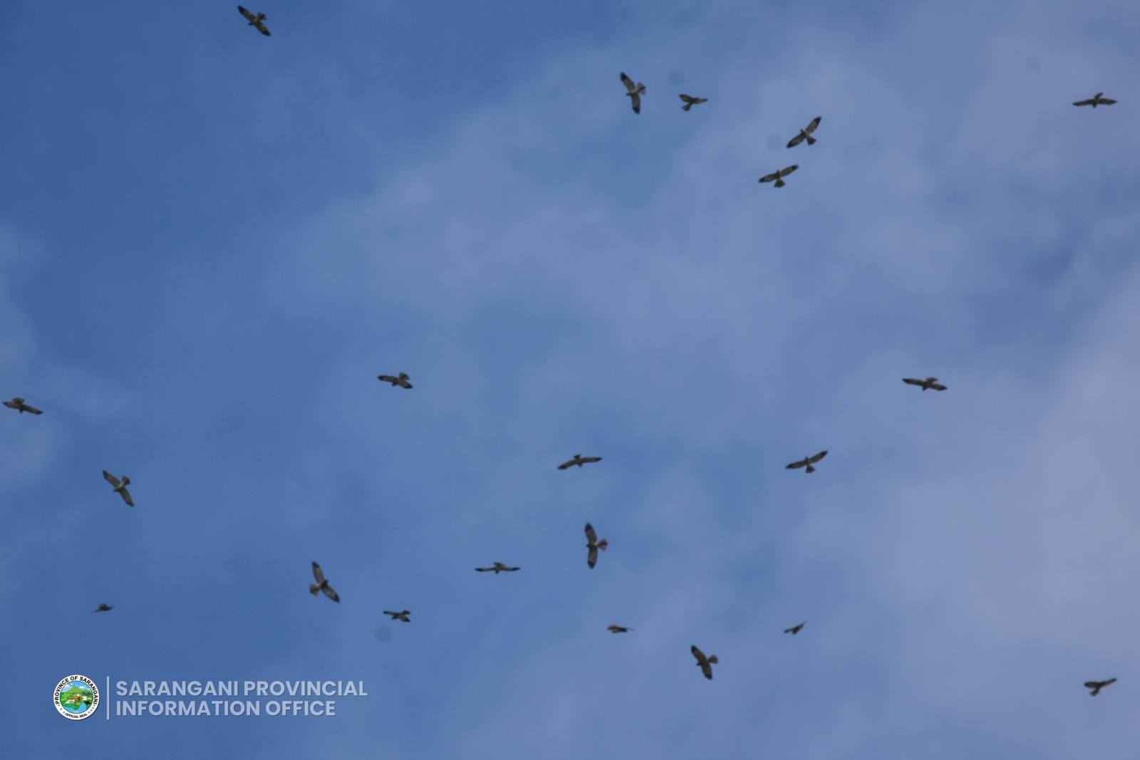 Migratory Raptors Thousands of Migratory Raptors Draw Birders to Sarangani Town ...
