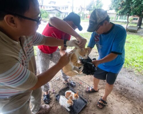 Davao Records 4,139 Euthanized Dogs and Cats in 2023