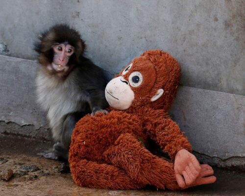 Abandoned baby monkey finds comfort in stuffed orangutan, charming zoo visitors