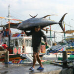 Region 12 Fisheries Production Declines Year-on-Year