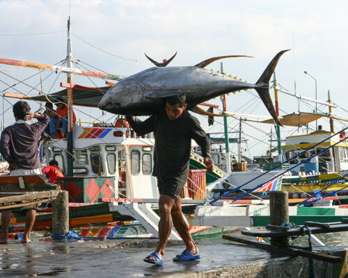 Region 12 Fisheries Production Declines Year-on-Year