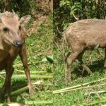 Philippine Deer spotted again after decades