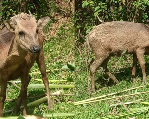 Philippine Deer spotted again after decades