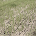 PAGASA: Dry Spell Hits 6 Mindanao Provinces and Davao City