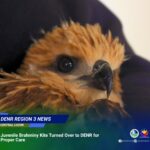 Limay LGU turns over juvenile Brahminy Kite to DENR , Punto! Central Luzon