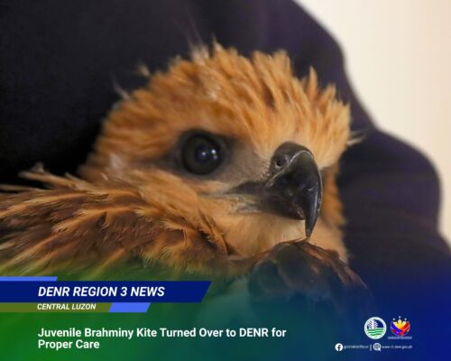Limay LGU turns over juvenile Brahminy Kite to DENR , Punto! Central Luzon