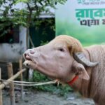 Bangladesh’s rare ‘Donald Trump’ buffalo becomes Eid sensation