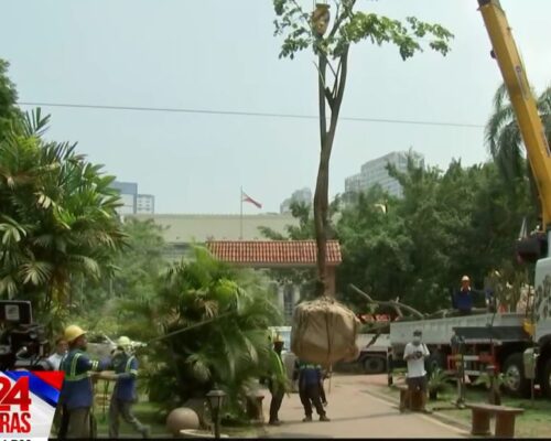 2 Narra trees earthballed from Quirino Ave. to Taft Ave. 