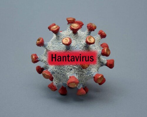 WHO revises hantavirus cases lower after US passenger tests negative