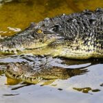 Man arrested after boy, 3, ends up in UK zoo’s crocodile enclosure