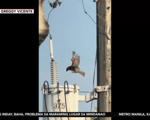 Man saves bird snagged on thread hanging from utility pole