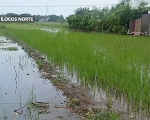 PCIC readies P36M payouts for storm-hit farmers