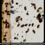 Bugs spread in Caloocan home amid sustained rains