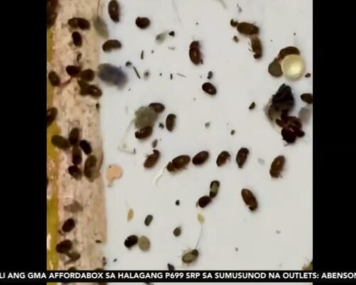 Bugs spread in Caloocan home amid sustained rains