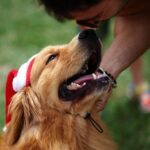 Too much of a good boy? Dog pesters burglar to play