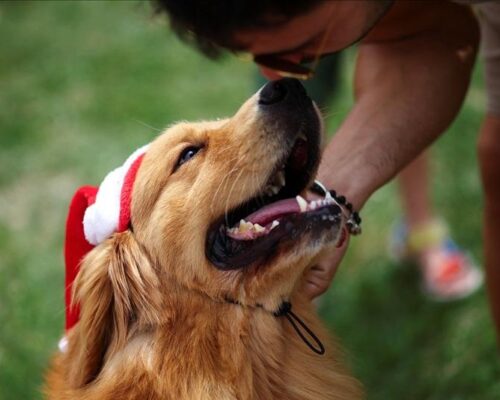 Too much of a good boy? Dog pesters burglar to play
