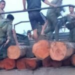 10 illegally cut Lawaan logs seized in Basilan