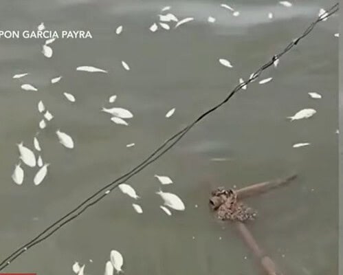 Thousands of fish die in Malabon, Obando amid El Niño heat