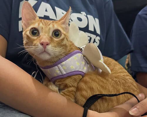Vet clinics in Quezon City granted tax incentives if they spay and neuter pets